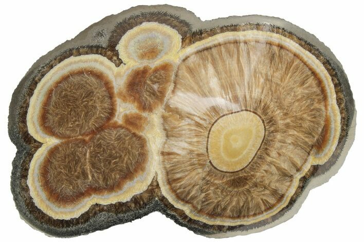 Polished Baryte and Marcasite - Lubin Mine, Poland #212780